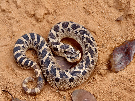 southern hognose snake and sandy habitat reptile