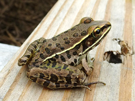 southern leopard frog nocturnal habits and swamp habitat
