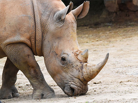 southern white rhinoceros and territorial markings