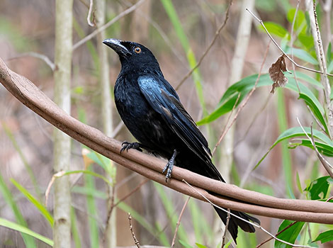 spangled drongo australian bird and mimicry abilities