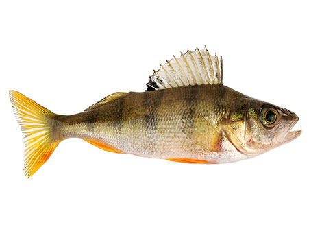 spangled perch and freshwater ecosystem