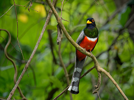 spangled trogon and tropical forest habitat