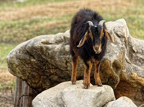 spanish goat grazing with twisted horns and grassland habitat