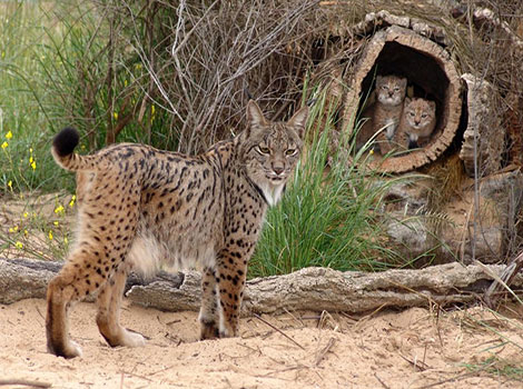 spanish lynx forest habitat and solitary hunting behavior