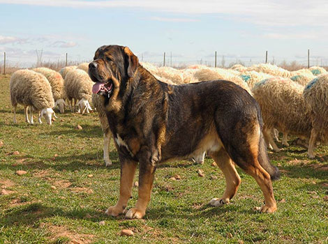 spanish mastiff and protective temperament