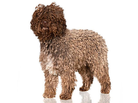 spanish water dog and herding capabilities