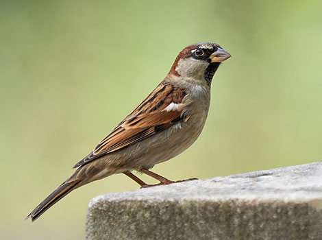 house sparrow perched in urban habitat