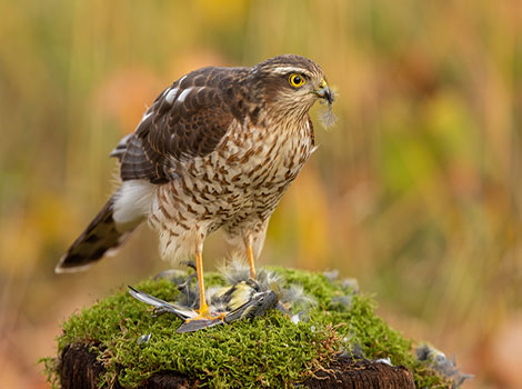 sparrowhawk and backyard predator bird