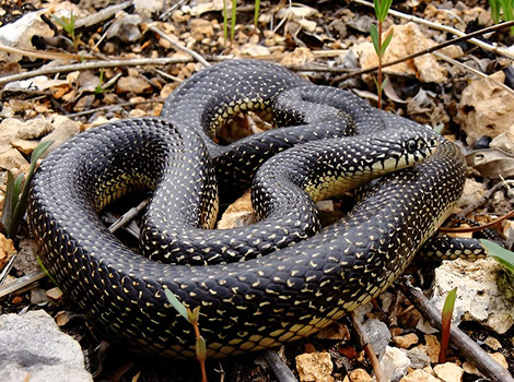 speckled kingsnake and swamp-dwelling constrictor