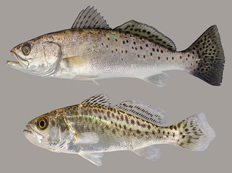 speckled trout estuarine habitat and feeding behavior