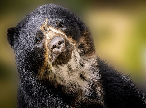 spectacled bear arboreal behavior and Andean cloud forest habitat