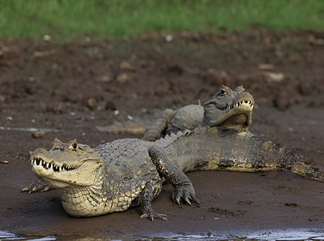 spectacled caiman ambush predator and riverbank habitat