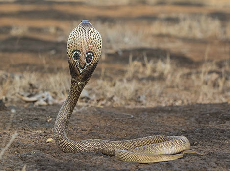 spectacled cobra snake hood display and venomous nature