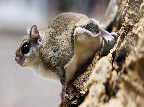 spectacled flying squirrel nocturnal habitat and gliding membrane