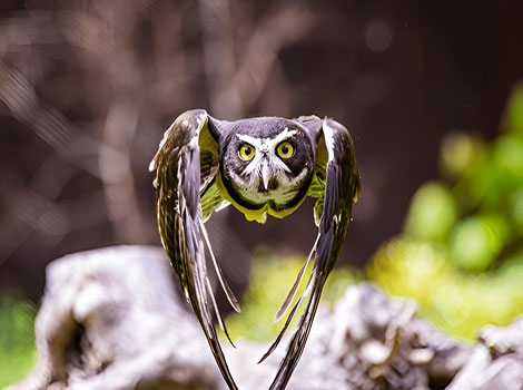 spectacled owl tropical forest and nocturnal hunting behavior