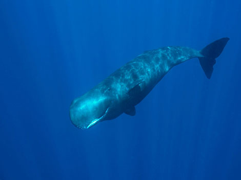 sperm whale and deep sea diving mammal