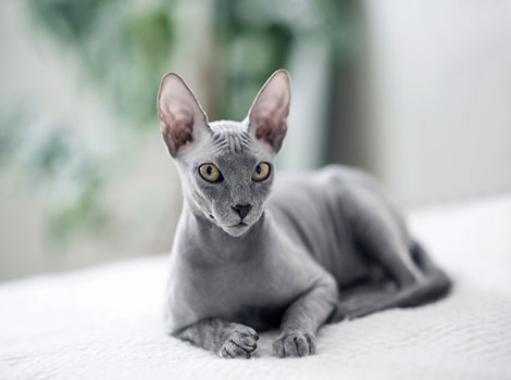 sphynx cat and hairless breed features