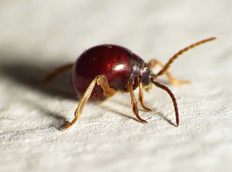 spider beetle round body and long slender legs close-up