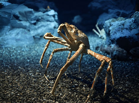 spider crab and decorator camouflage