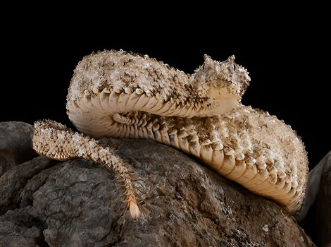 spider-tailed horned viper and unique tail mimicry
