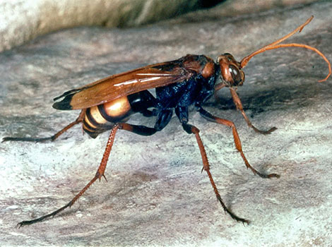 spider wasp and arachnid predator