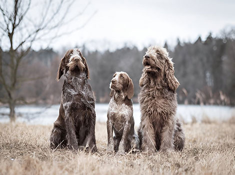 spinone italiano and hunting dog breed