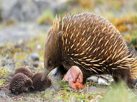 spiny anteater australia habitat and defensive spines
