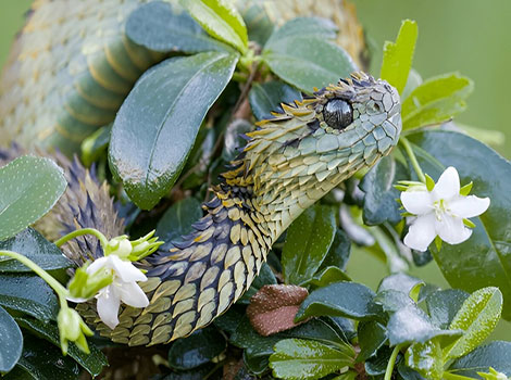 spiny bush viper and venomous snake features