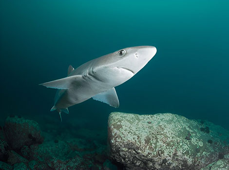 spiny dogfish shark habitat and dorsal fins