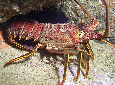 spiny lobster and crustacean features
