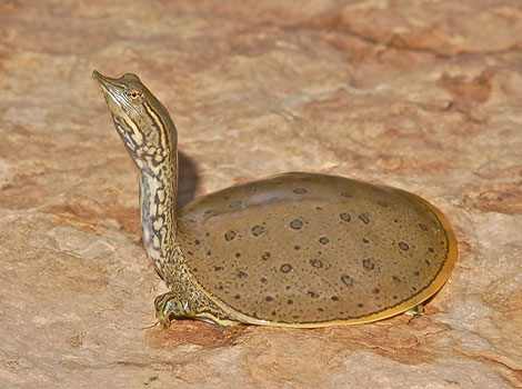 spiny softshell turtle river habitat and leathery shell