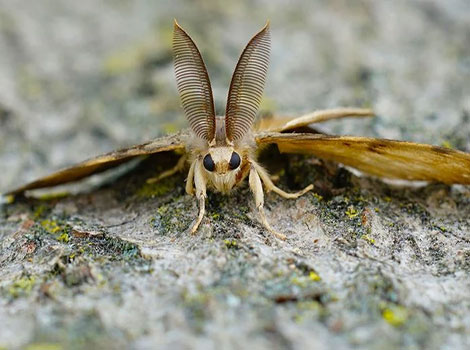 spongy moth and invasive insect species