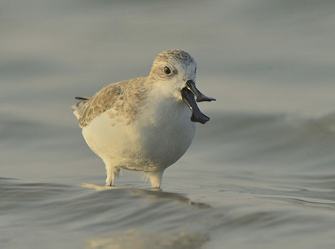 spoon-billed sandpiper and breeding plumage