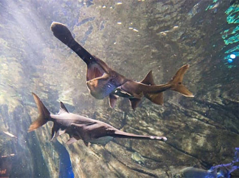spoonbill catfish and elongated paddle-like snout