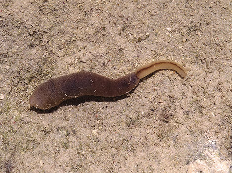 spoonworm and seabed burrow behavior