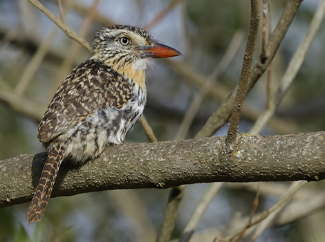 spot-backed puffbird savanna habitat and streaked plumage