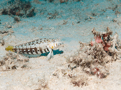spotted bass warm water habitat and schooling behavior