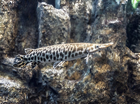 spotted gar freshwater habitat and dart-like body