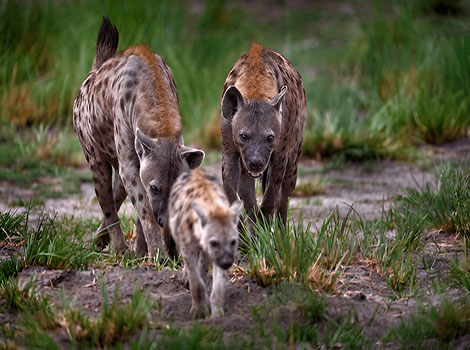spotted hyena and social clan behavior