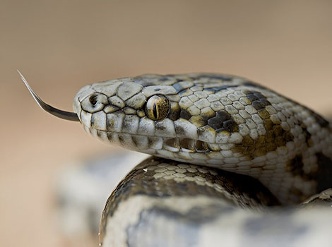 spotted python and semi-arboreal behavior