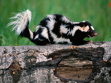 spotted skunk and natural markings