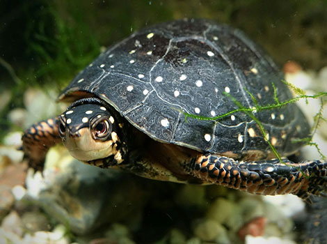 spotted turtle and semi-aquatic habitat
