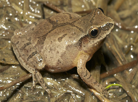 spring peeper treefrog habitat and X-shaped back marking