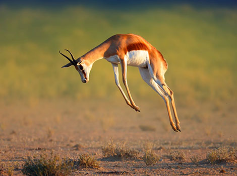springbok savanna habitat and jumping behavior