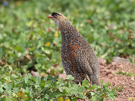 spurfowl cape francolin and natural habitat