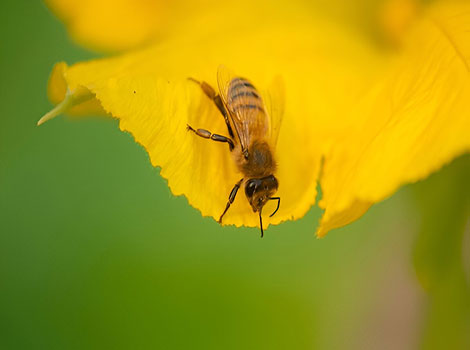squash bee pollinating pumpkin blossoms