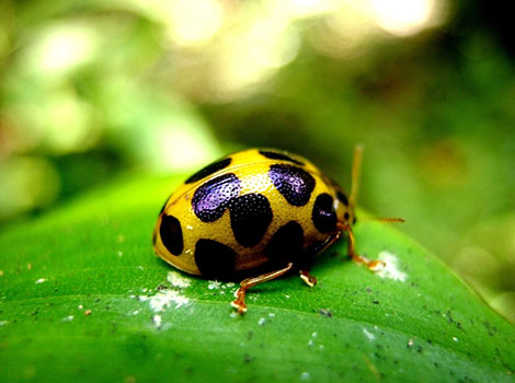 squash beetle feeding on cucurbit plants in a garden