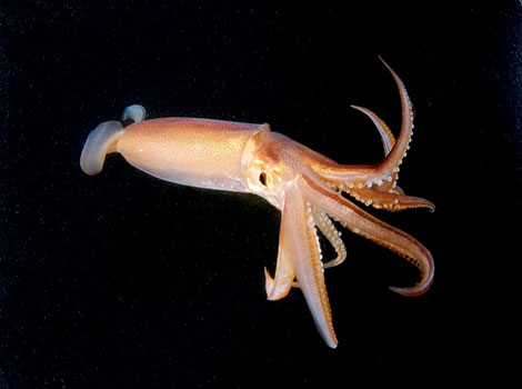 squid and elongated tentacles in coastal waters