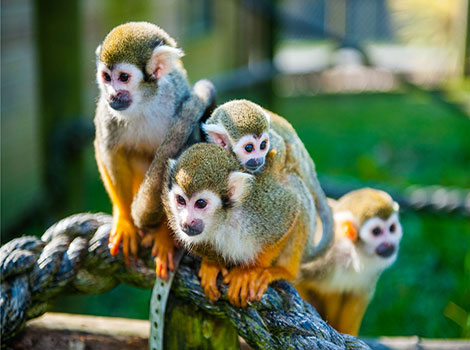 squirrel monkey and tropical forest primate