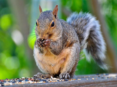 squirrel gathering nuts in forest